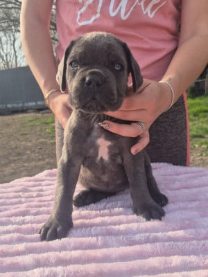 Les chiots de Cane Corso