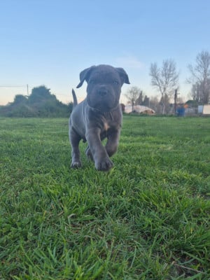 Les chiots de Cane Corso