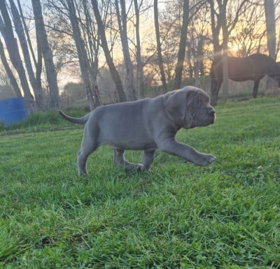 Les chiots de Cane Corso