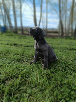 Les chiots de Cane Corso