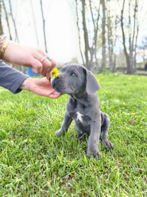 Les chiots de Cane Corso