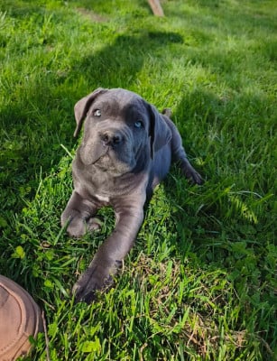 Les chiots de Cane Corso