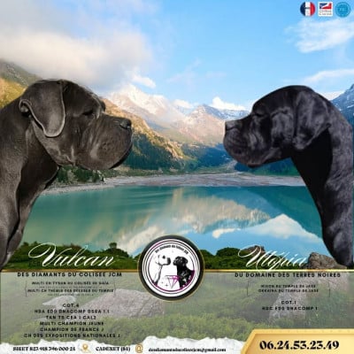 Chiot N°1 - Cane Corso