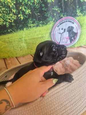 Les chiots de Cane Corso