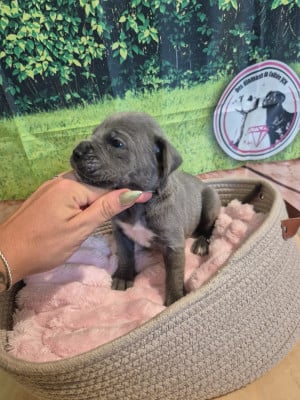 Les chiots de Cane Corso