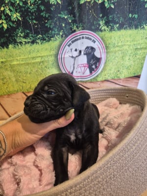 Les chiots de Cane Corso