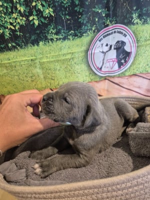 Les chiots de Cane Corso