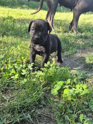 Les chiots de Cane Corso