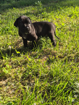 Les chiots de Cane Corso