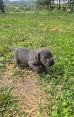 Les chiots de Cane Corso