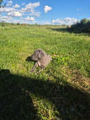 Les chiots de Cane Corso