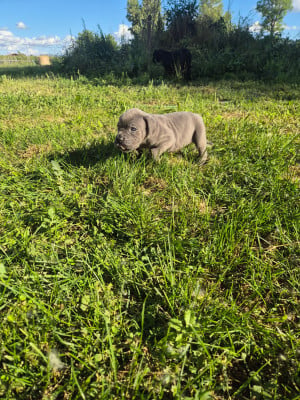 Les chiots de Cane Corso