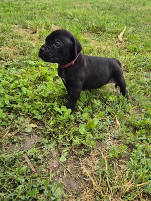 Les chiots de Cane Corso