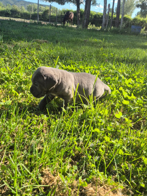 Les chiots de Cane Corso