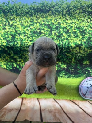 Les chiots de Cane Corso