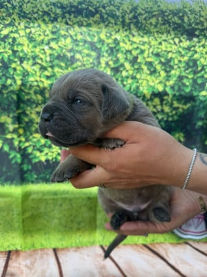 Les chiots de Cane Corso