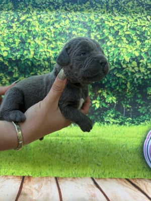 Les chiots de Cane Corso