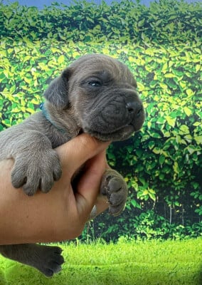 Les chiots de Cane Corso
