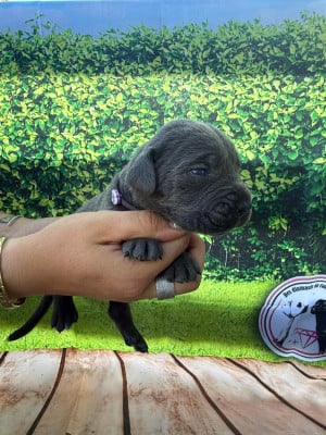 Les chiots de Cane Corso