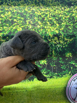 Les chiots de Cane Corso