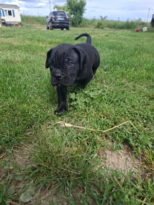 Les chiots de Cane Corso