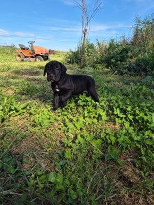 Les chiots de Cane Corso
