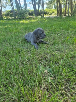 Les chiots de Cane Corso