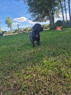 Les chiots de Cane Corso