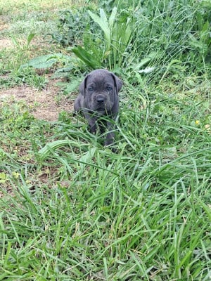 Les chiots de Cane Corso