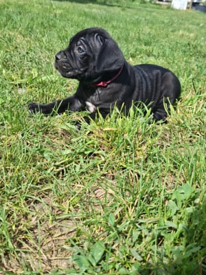 Les chiots de Cane Corso