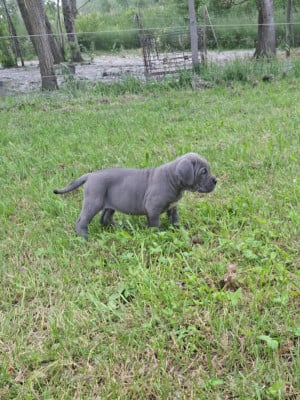 Les chiots de Cane Corso