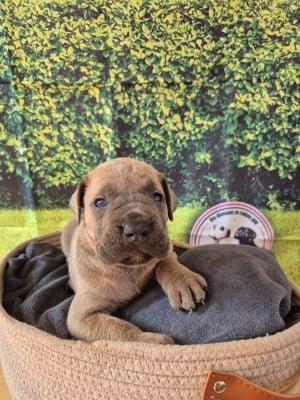 Les chiots de Cane Corso