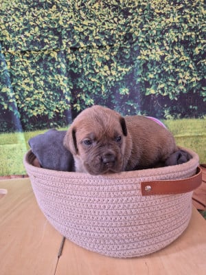 Les chiots de Cane Corso