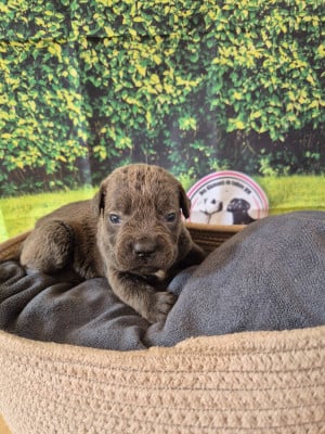 Les chiots de Cane Corso