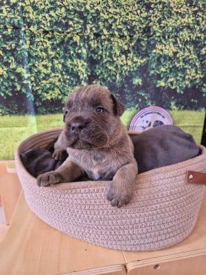 Les chiots de Cane Corso