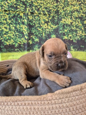 Les chiots de Cane Corso