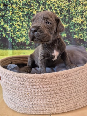 Les chiots de Cane Corso