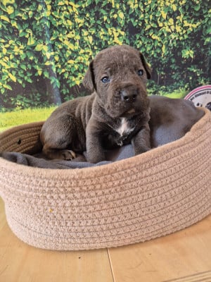 Les chiots de Cane Corso