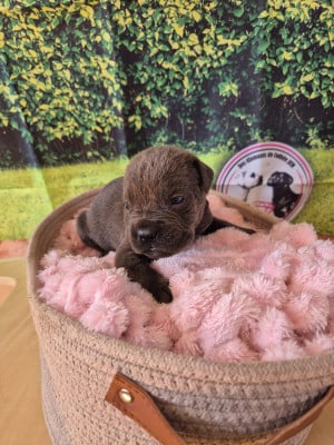 Les chiots de Cane Corso