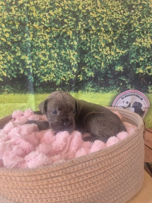 Les chiots de Cane Corso