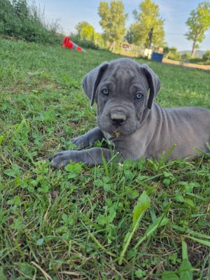 Les chiots de Cane Corso