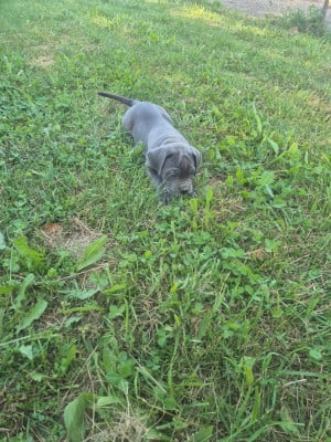 Les chiots de Cane Corso