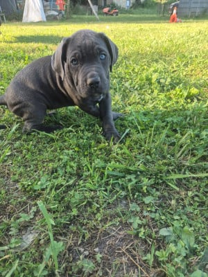 Les chiots de Cane Corso