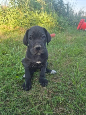 Les chiots de Cane Corso
