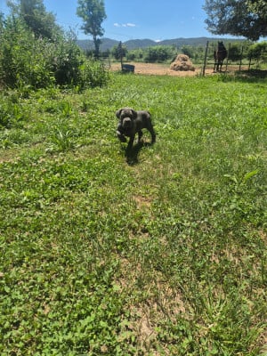 Les chiots de Cane Corso