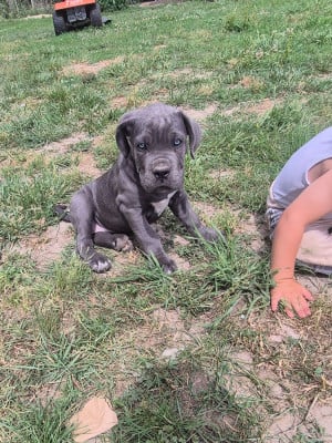 Les chiots de Cane Corso