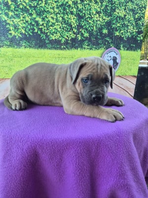 Les chiots de Cane Corso