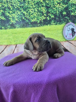 Les chiots de Cane Corso