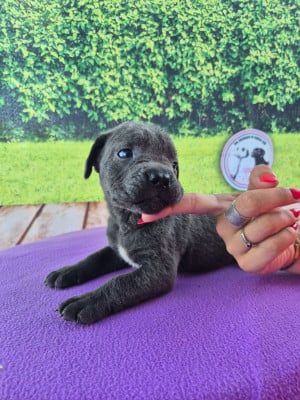 Les chiots de Cane Corso