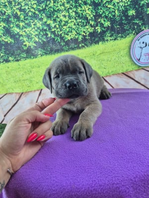 Les chiots de Cane Corso